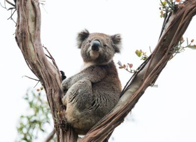 koala