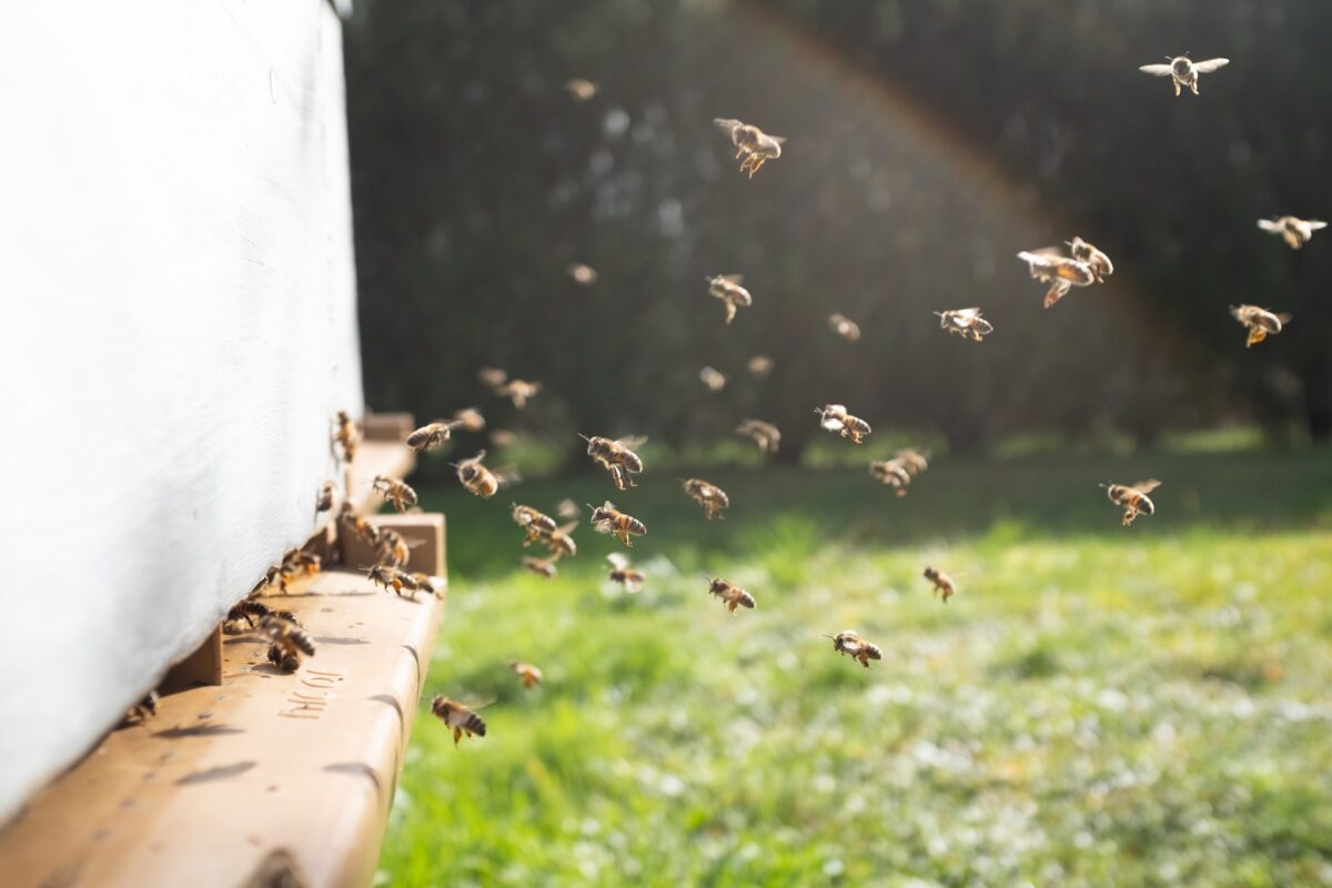 Pszczoły / Źródło: Unsp;ash