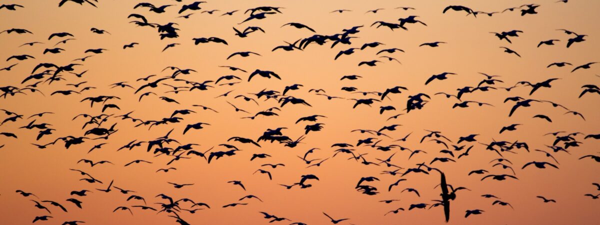 Ptaki migrujące / Źródło: Unsplash