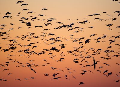 Ptaki migrujące / Źródło: Unsplash
