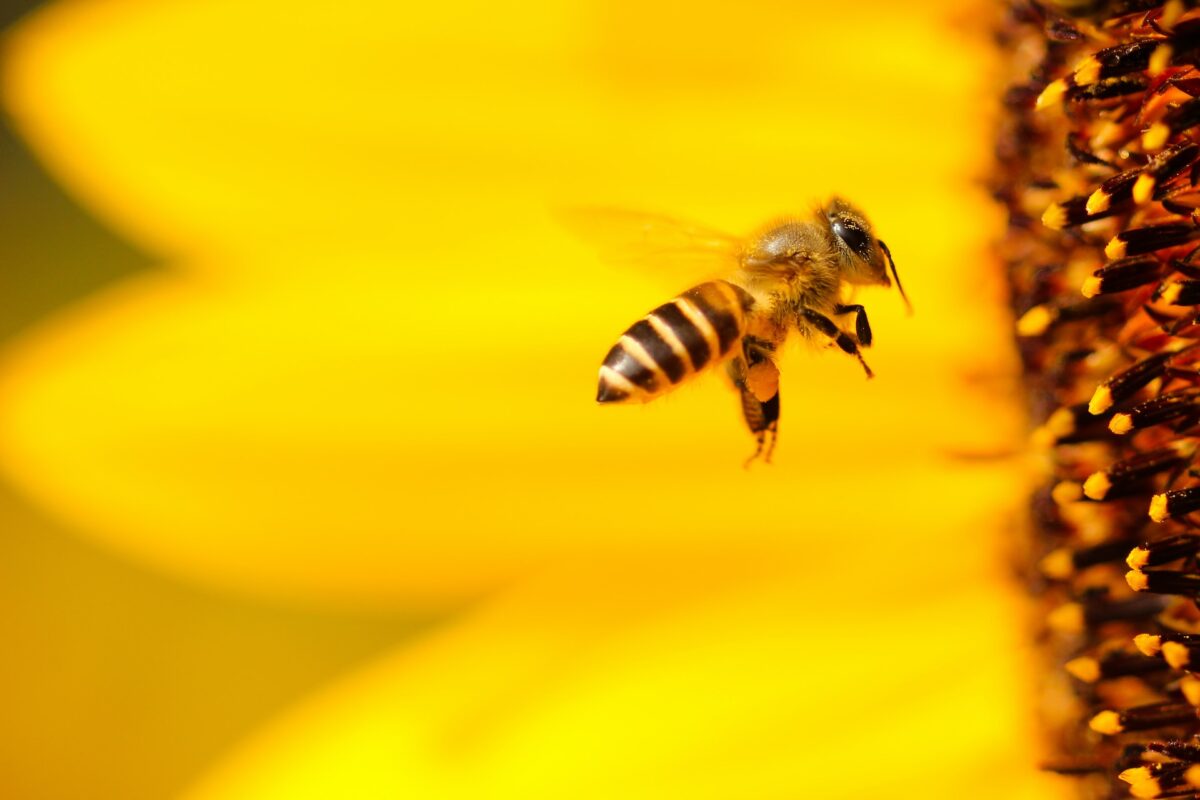 Pszczoła / Źródło: Unsplash
