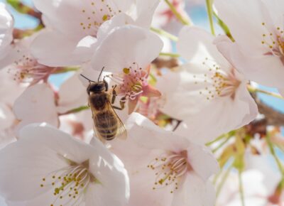 Pszczoła / Źródło: Unsplash